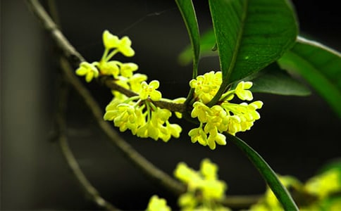 �𻨹۲��ռǣ���ѡ60ƪ��