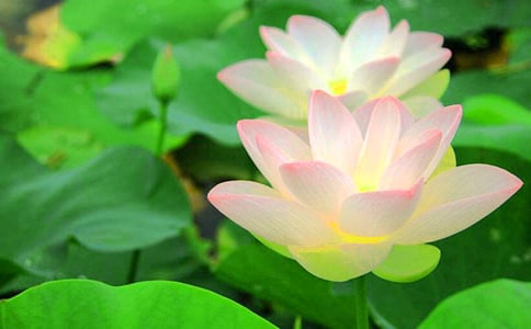 荷花教学反思