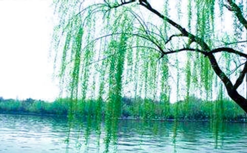柳树观察日记(通用40篇)