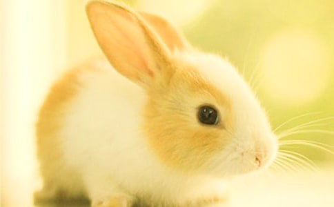 ������ֳ�еĳ�������