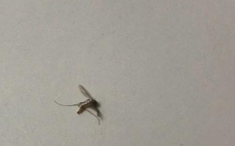 名人故事:记住冬天里的一只蚊子