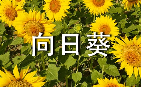 �������տ���С��˵Ĺ۲��ռ�