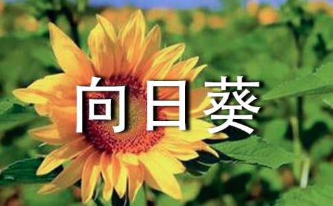 观察日记植物向日葵