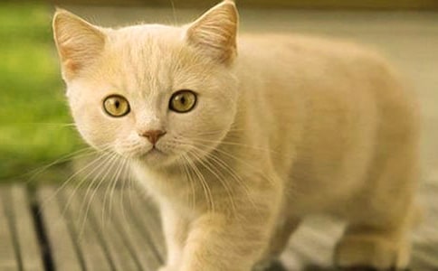 Сè��ë����������۲��ռ�