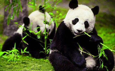 ���´���è�۲�����ռ�26ƪ