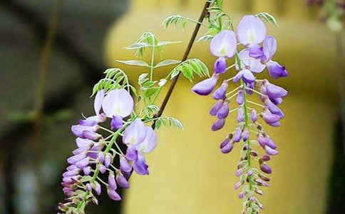 ��д���ٻ����������ӣ���ѡ135�䣩