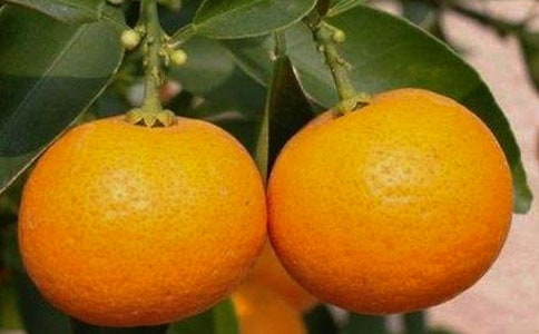 ��ɳ���������ι���