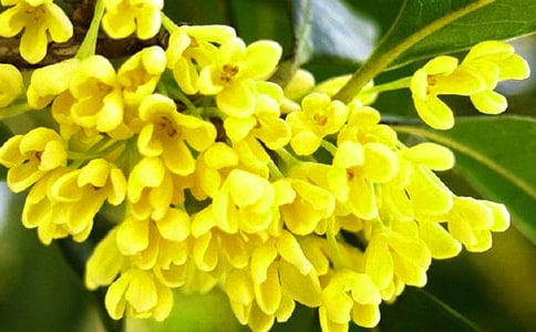 关于桂花的诗句