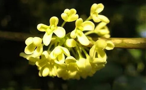 描写桂花的诗句