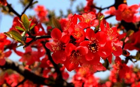 大鱼海棠观后感