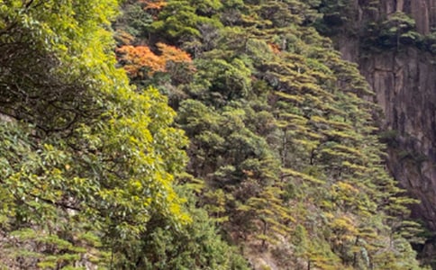精选介绍黄山的导游词