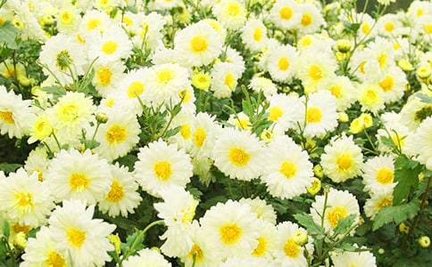 菊花的产地、品种及药理作用