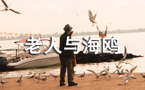 老人与海鸥读后感