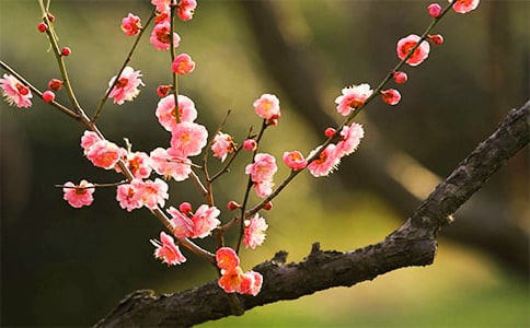 描写梅花的诗句大全