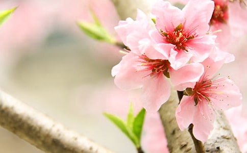 《桃花心木》500字读后感