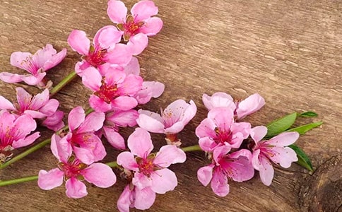 桃花心木读后感550字