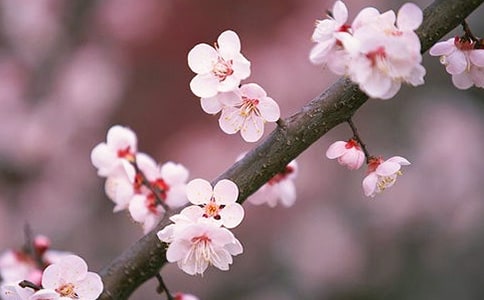 桃花心木读后感悟300字