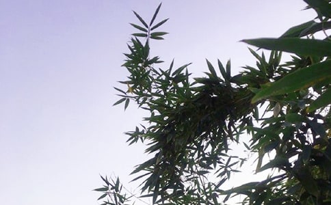 精选正能量的午安语录合集59条