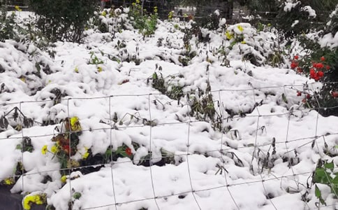 下雪的心情说说集锦260句