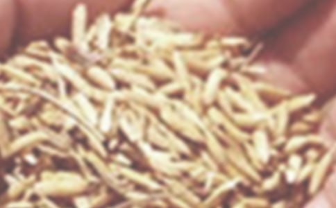 年度小麦播种工作总结报告