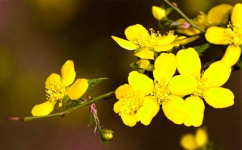 小班美术教案迎春花
