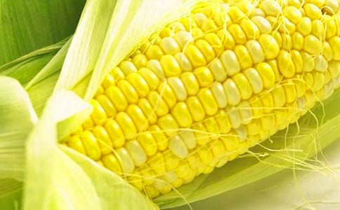转基因玉米种植对土壤动物的启迪