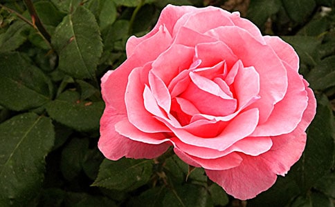 ǳ̸�¼�Ǥ�己ֳ����