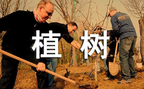 开展义务植树活动总结优选