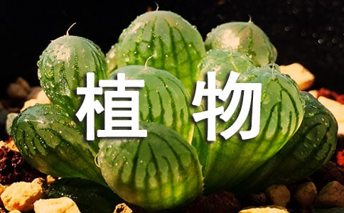 ֲ��ѧҰ��ʵϰ�ܽ�5ƪ