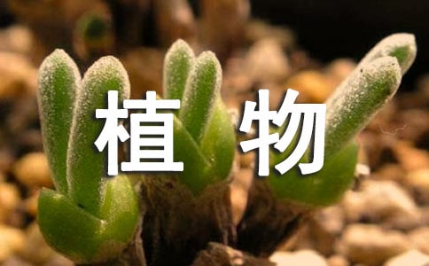 大学植物学野外实习总结3篇