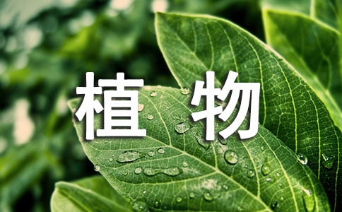 观察植物初中日记