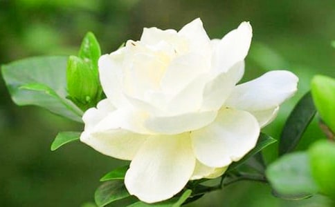 栀子花观察日记