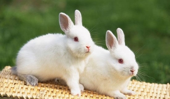 ˵�θ塶С���ӿ����ӡ�